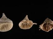 Científicos descubren océanos también expulsan atmósfera