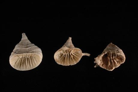 Científicos descubren que los océanos también expulsan CO2 a la atmósfera Científicos descubren que los océanos también expulsan CO2 a la atmósfera