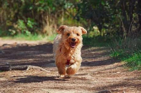 Cómo entrenar a tu perro para que no se escape