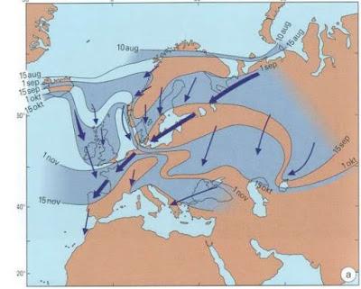 Chorlitos dorados en migración