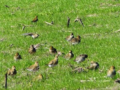 Chorlitos dorados en migración