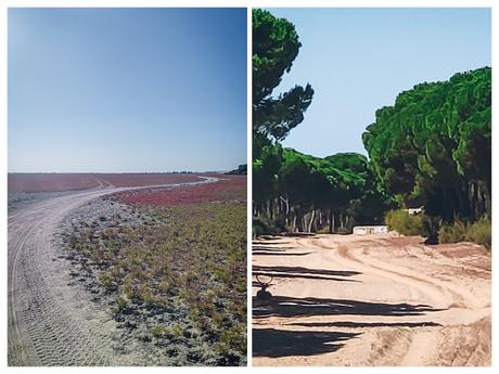 Guía para disfrutar de todo el esplendor de Sanlúcar de Barrameda