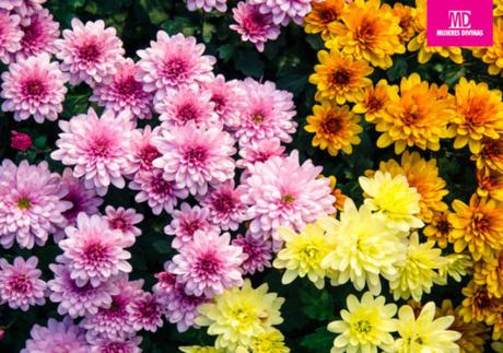 Cuidados de los crisantemos, una planta ideal para el otoño