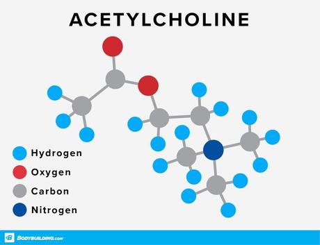 Acetilcolina