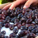 aceitunas negras griegas curar olivas