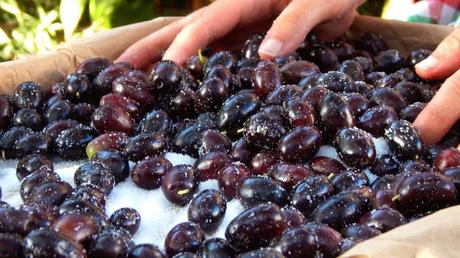 aceitunas negras griegas curar olivas