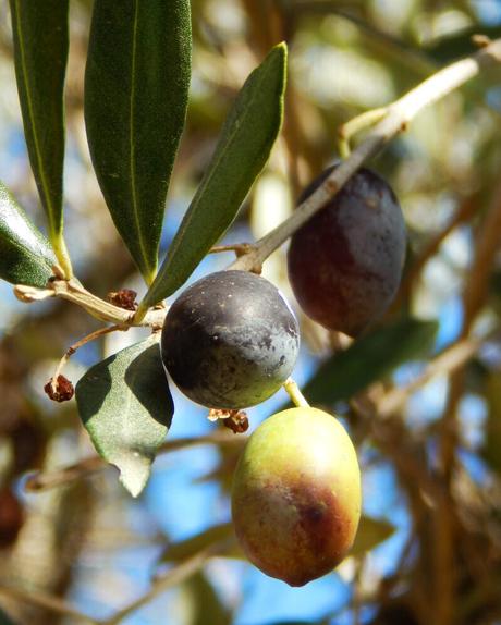 aceitunas negras griegas curar olivas