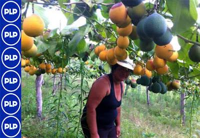 PROMUEVEN ESTRATEGIAS DE CONTROL DE LA MOSCA DE LA FRUTA EN HUAROCHIRÍ…