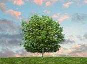Ramas ecología