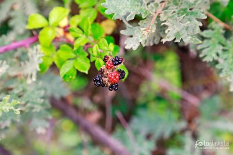 Con las moras te enamoras - Fotografía