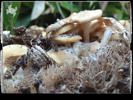 #WeekPic 115 Micología #WeekPic 115 Micología