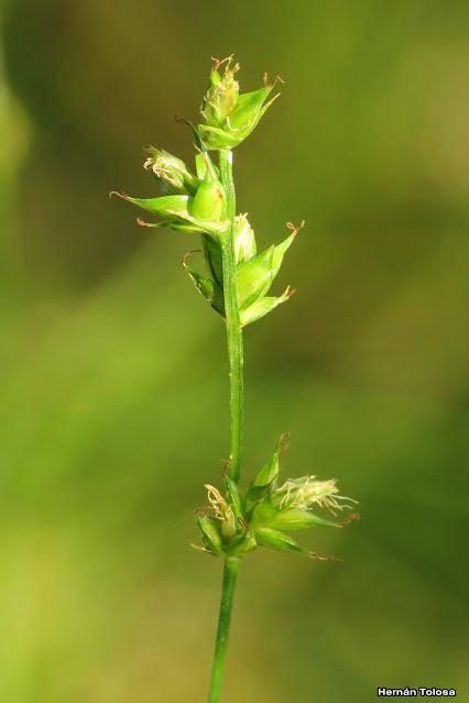 Mansiega (Carex divulsa)