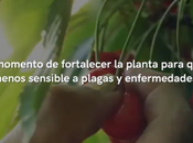 ejemplos fertilizantes ecológicos: granja mesa