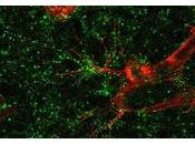 Nueva estrategia para tratar enfermedades comunes retina
