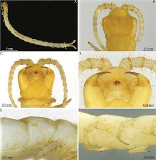 Nuevo quilópodo troglobio de cuevas de Botswana