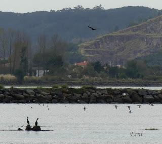 MARISMAS DE COLINDRES