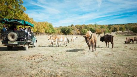 Prepárate un planazo para después de la pandemia: viaje a la prehistoria en Burgos
