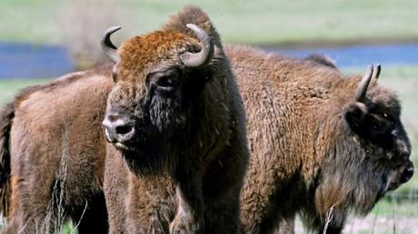 Prepárate un planazo para después de la pandemia: viaje a la prehistoria en Burgos