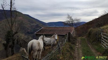 Caballos en Carrocera