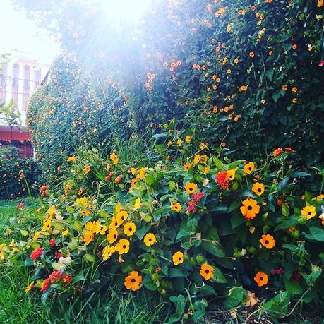 Tips para cuidar y trabajar tu jardín Tips para cuidar y trabajar tu jardín