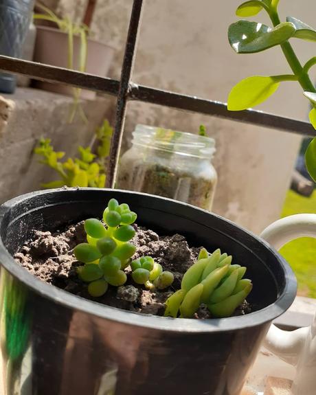 Tips para cuidar y trabajar tu jardín Tips para cuidar y trabajar tu jardín