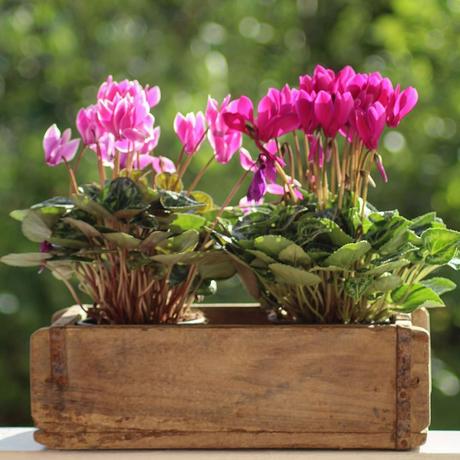 Tips para cuidar y trabajar tu jardín Tips para cuidar y trabajar tu jardín