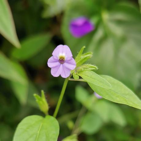Tips para cuidar y trabajar tu jardín Tips para cuidar y trabajar tu jardín