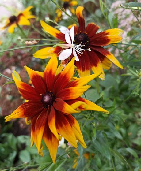 Tips para cuidar y trabajar tu jardín 2 Tips para cuidar y trabajar tu jardín 2