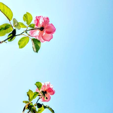 Tips para cuidar y trabajar tu jardín Tips para cuidar y trabajar tu jardín