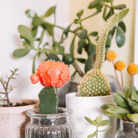 Pequeñas espinas...