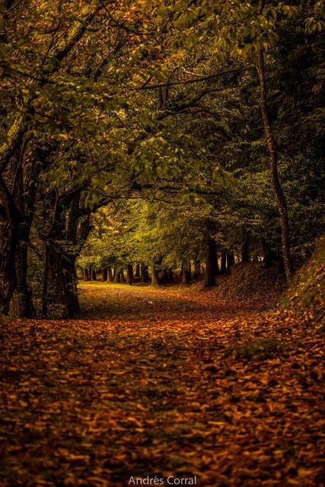 Las fotos de Robert Capa, la película “Carne de fieras”, de Marléne Grey, y las fotos de la vergüeza…