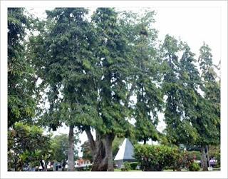 El hermoso Parque Cervantes de la Ciudad de David, en la Provincia de Chiriquí.