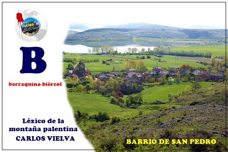 Berraquina-biércol Berraquina-biércol