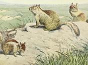 guerra niños contra ardillas