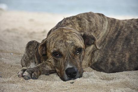 El Gatopardo - Giuseppe Tomasi di Lampedusa
