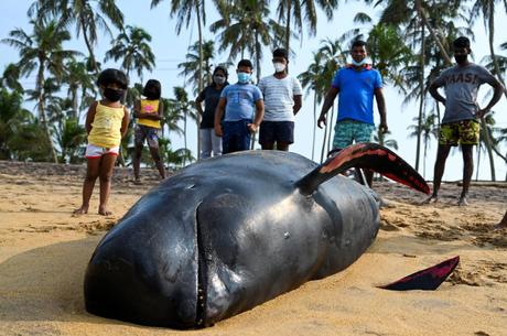 Rescatan a 120 ballenas tras varamiento masivo en Sri Lanka