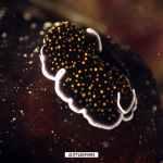 Viaje Maldivas 2018 día 2: El del que no nos movemos de sitio Viaje Maldivas 2018 día 2: El del que no nos movemos de sitio