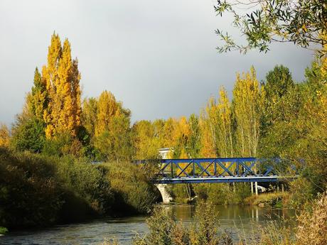 MIRADAS DE OTOÑO.