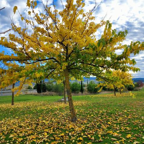 MIRADAS DE OTOÑO.