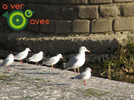 ¿Qué sorpresas nos reservan las aves urbanas este curso?