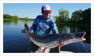 CHICHARRÓN DE SURUBÍ:🍛👨‍🍳🇧🇴️