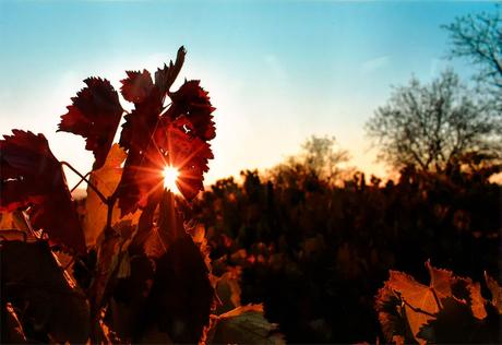 Camponaraya en el Camino. Conoce los ganadores del XXIII Concurso de Fotografía
