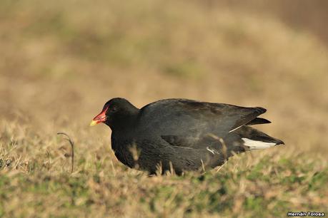 Gallaretas y pollonas en la compuerta
