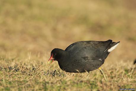 Gallaretas y pollonas en la compuerta