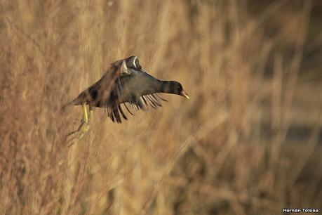 Gallaretas y pollonas en la compuerta