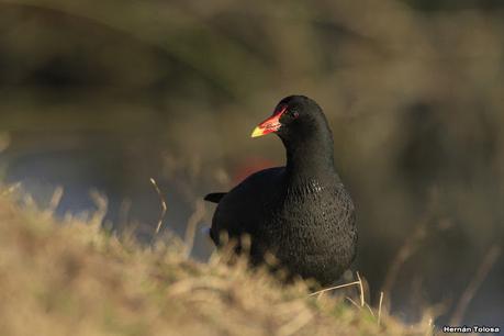 Gallaretas y pollonas en la compuerta