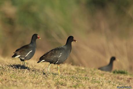 Gallaretas y pollonas en la compuerta