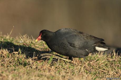 Gallaretas y pollonas en la compuerta