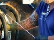 Emprendedores ganaderos capacitan inseminación artificial…