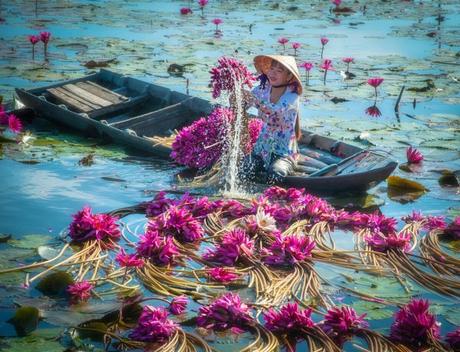 Hermosas fotos aéreas de la cosecha anual de nenúfares en Vietnam